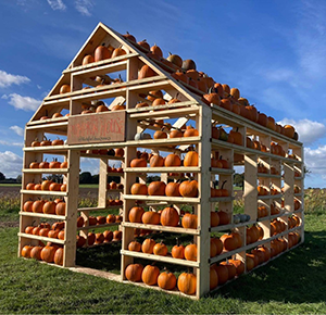 The Pumpkin House at Lichfield Maize Maze, full of pumpkins